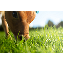 GrassFed development logo